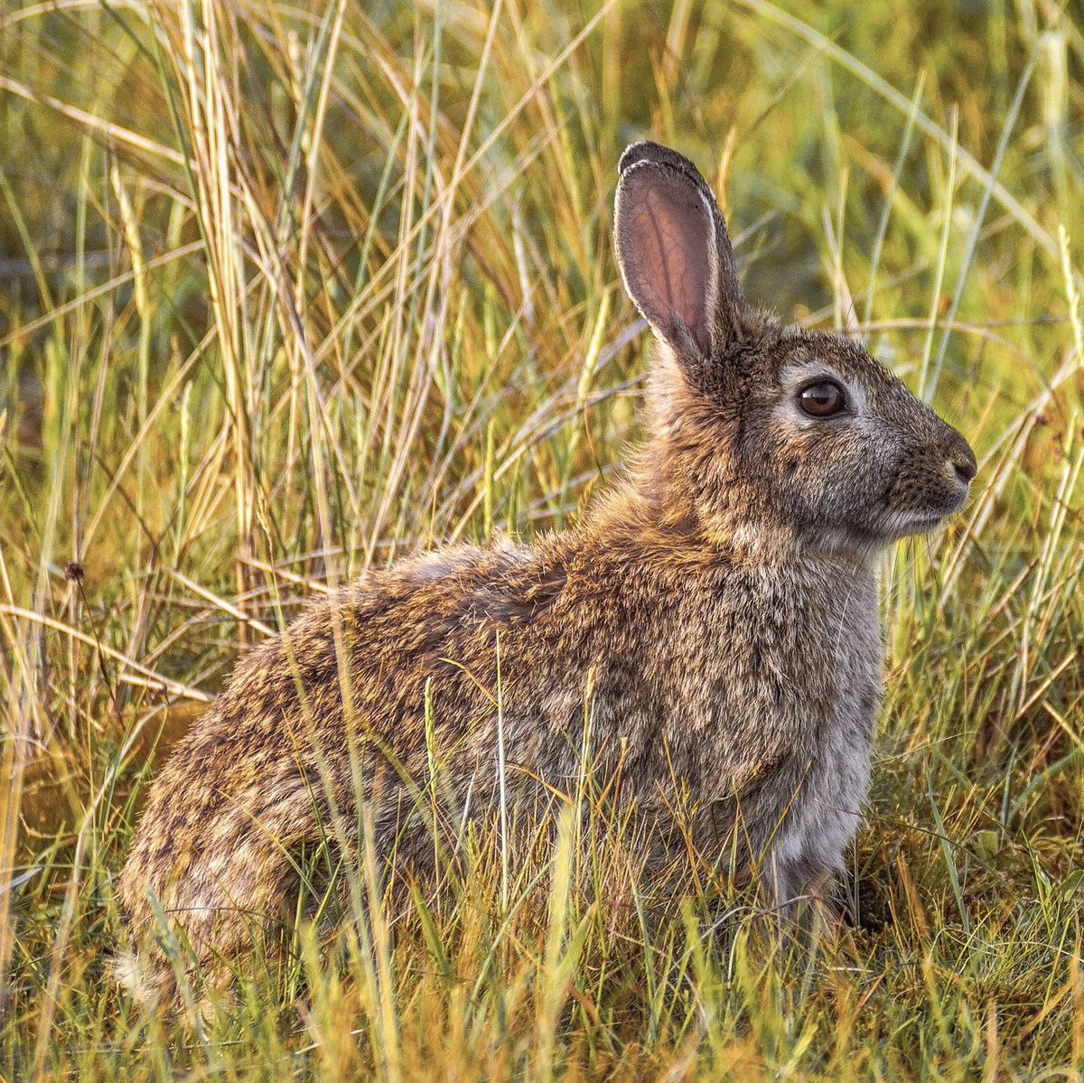 Hoppy Easter! 🐰
#hoppy #bunny #rabbit #bunnyrabbit #easterbunny #easterrabbit #eastergrass #wildanimal #wildlife #nature #spring #springlife #springhunters #springhunt #springhunting #whatgetsyououtside #outdoorchurch #wildernessculture #wildernesslifestyle #lifehappensoutdoors
