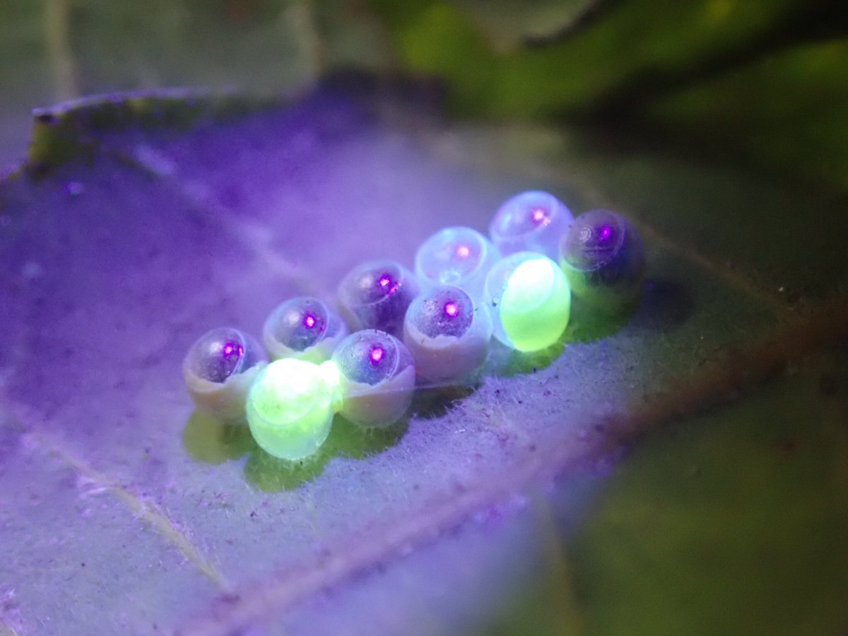 BrianTCutting's tweet photo. This group of stink bug eggs has had a rough start: most are parasitised by Anastatus wasps, those that remain appear infertile, but they glow intensely under UV light. https://t.co/L9pzHobn3W
