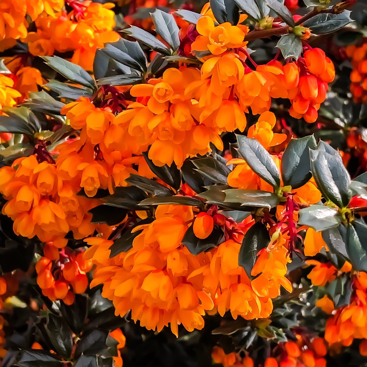 A glorious glow of orange blossom from berberis darwinii...have a fab Easter Sunday everyone! 🐣🧡 #berberis #flowers #orangeflowers #garden #gardening