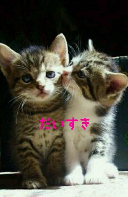oosaka1116's tweet photo. @mikuru_kira オオオオニャー😻😻
みくにゃんのネイル💅めちゃくちゃ素敵ニャー😻😻😻 https://t.co/zsD5DIYuZq