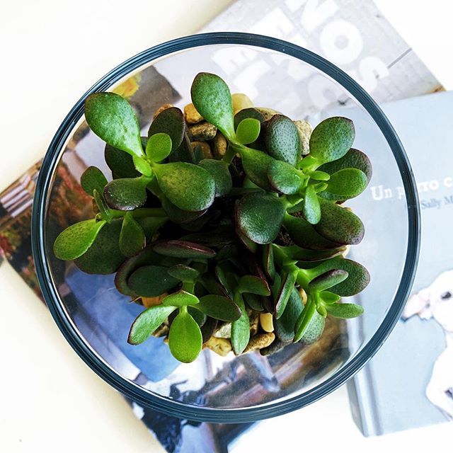juliacgr's tweet photo. 🌿#suculenta #crassula https://t.co/89FeMYG2Np https://t.co/xCGkoVU4U4