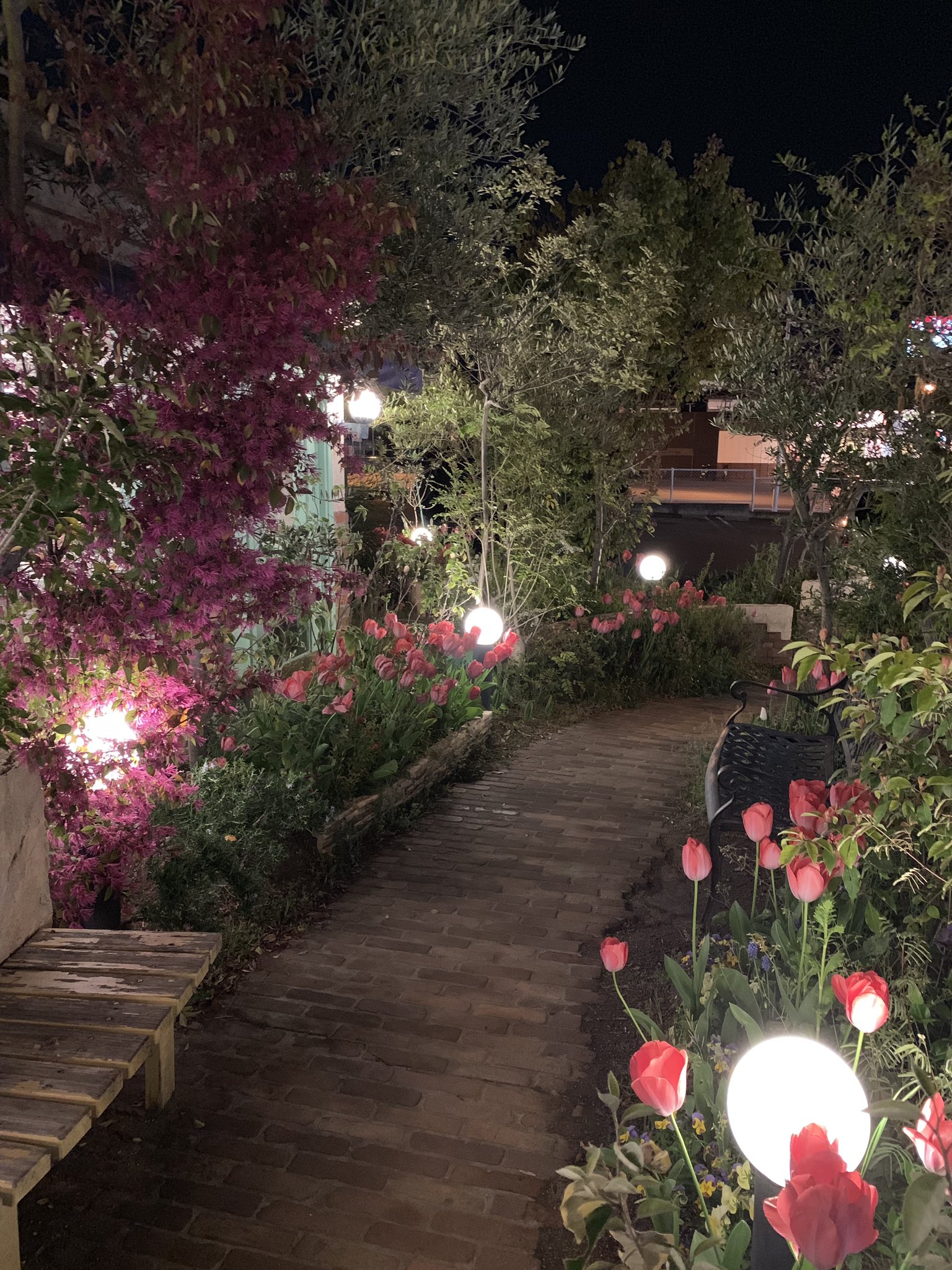 のんの 京都府八幡市にある ルイジアナママ 京都八幡店 チュ リップが色づいて可愛い いちごドルチェ バイキング フェア開催中 4月30日まで 夜は毎日サラダバー ドリンクバー ドルチェバイキング付き パスタも美味しい 京都府八幡市