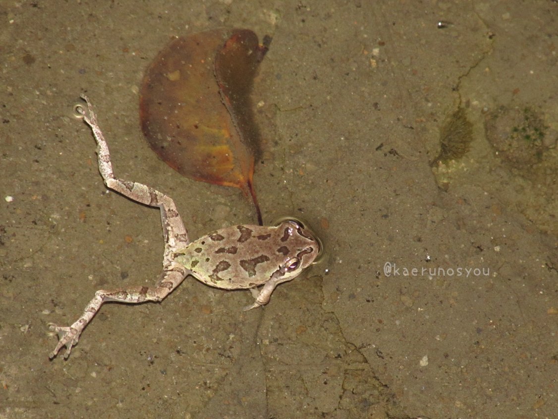 蛙ノ庄 夜のカエルを見に行ってきました 田んぼにはまだ水が入っていない状態でしたが 田んぼわきの用水路にたくさん 夜の撮影は初めてで 大慌てで撮ったためピントがあっていないのもありますが ご容赦ください カエルの大合唱が待ち遠しいですね 4 蛙ノ庄 夜のカエルを見に行ってきました 田んぼにはまだ水が入っていない状態でしたが 田んぼわきの用水路にたくさん 夜の撮影は初めてで 大慌てで撮ったためピントがあっていないのもありますが ご容赦ください カエルの大合唱が待ち遠しいですね 4
