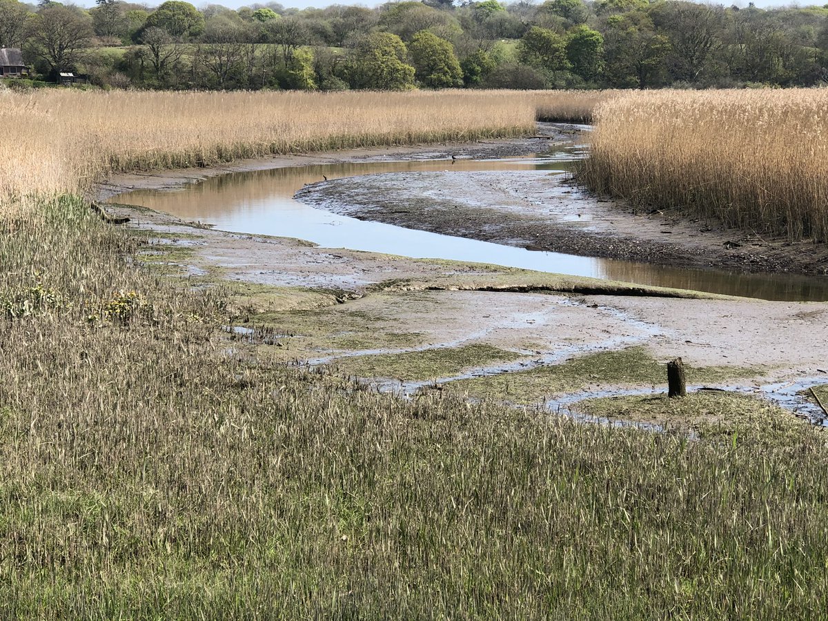 Out on the wonderful #TeifiMarshes today @WildlifeTrusts @WTWales @NatResWales