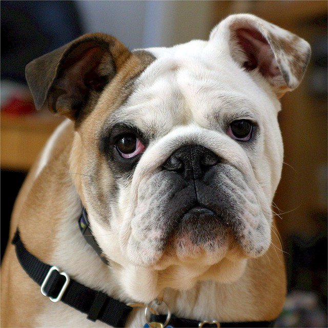 DogsAndCats985's tweet photo. The 10 most costliest #Dog #Breeds to possess.
Read more here 👉 https://t.co/uvvw2sbXHE
#dogs #dogsoftwitter  #dogsofinstagram  #mydogiscutest  #lovedogs #DogLife  #dogmoms #dogtraining #pets https://t.co/wJtyPviO8B