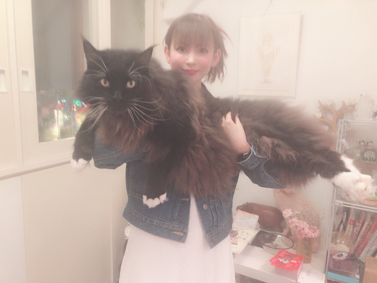 でかい！！！！！ 世界最大の猫 メインクーン