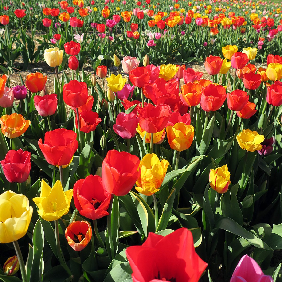 DaKaTotal's tweet photo. Frohe, sommerliche Ostern! 🌷🥚🐰☀️ https://t.co/w9z03ch257