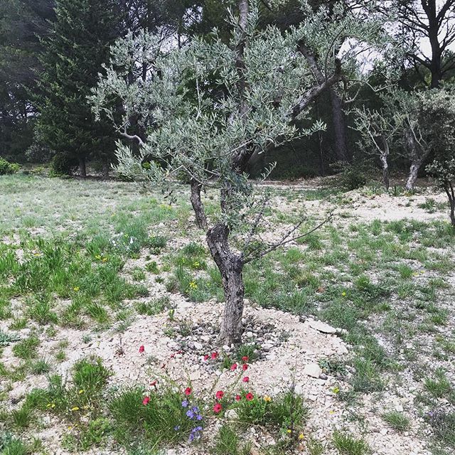 Pause_Luberon's tweet photo. Joyeuses Pâques à tous #happyeaster #joyeusespâques #merindol #luberon #pauseluberon #escapadeluberon #locationdevacances https://t.co/mdcQCpf0Oz https://t.co/e4BrzLIvFI