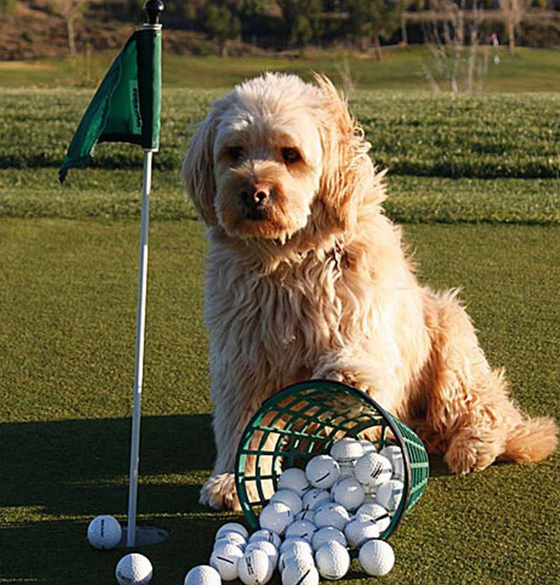 MonsterMiniGa's tweet image. It's mini golf time! 
.
.
.
#monsterminigolfga #familytime #playtime #golf