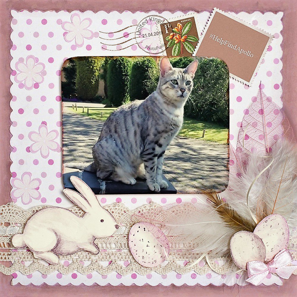 HelpFindApollo's tweet photo. Having 1 much loved family member vanish is so hard💔
Having 2 much loved family members vanish is unbearable💔💔
🙏#SpareAShare this #EasterSunday to #HelpFindSaffron & #Help2FindApollo #MissingCatsUK
Sister & Brother🐈Neutered-Microchipped-No sightings-Never Scanned
🙏#ScanMe https://t.co/UDSLAKsppu