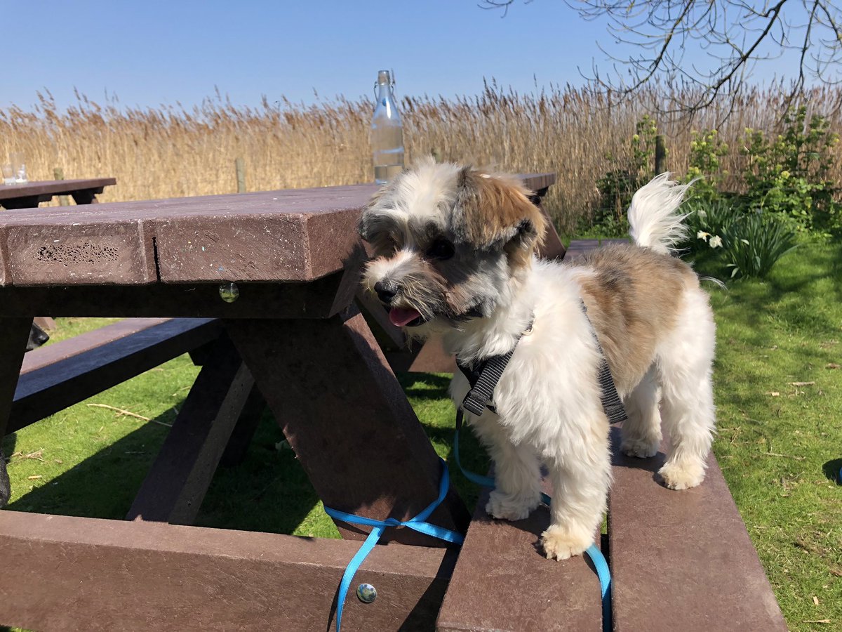 RetroGamersClub's tweet photo. Quinton enjoying the sea air and sun at @HarbourInnSwold @Adnams whilst we eat our fish and chips... #EasterSunday #dogsoftwitter #fishandchips https://t.co/9diveEeoeE