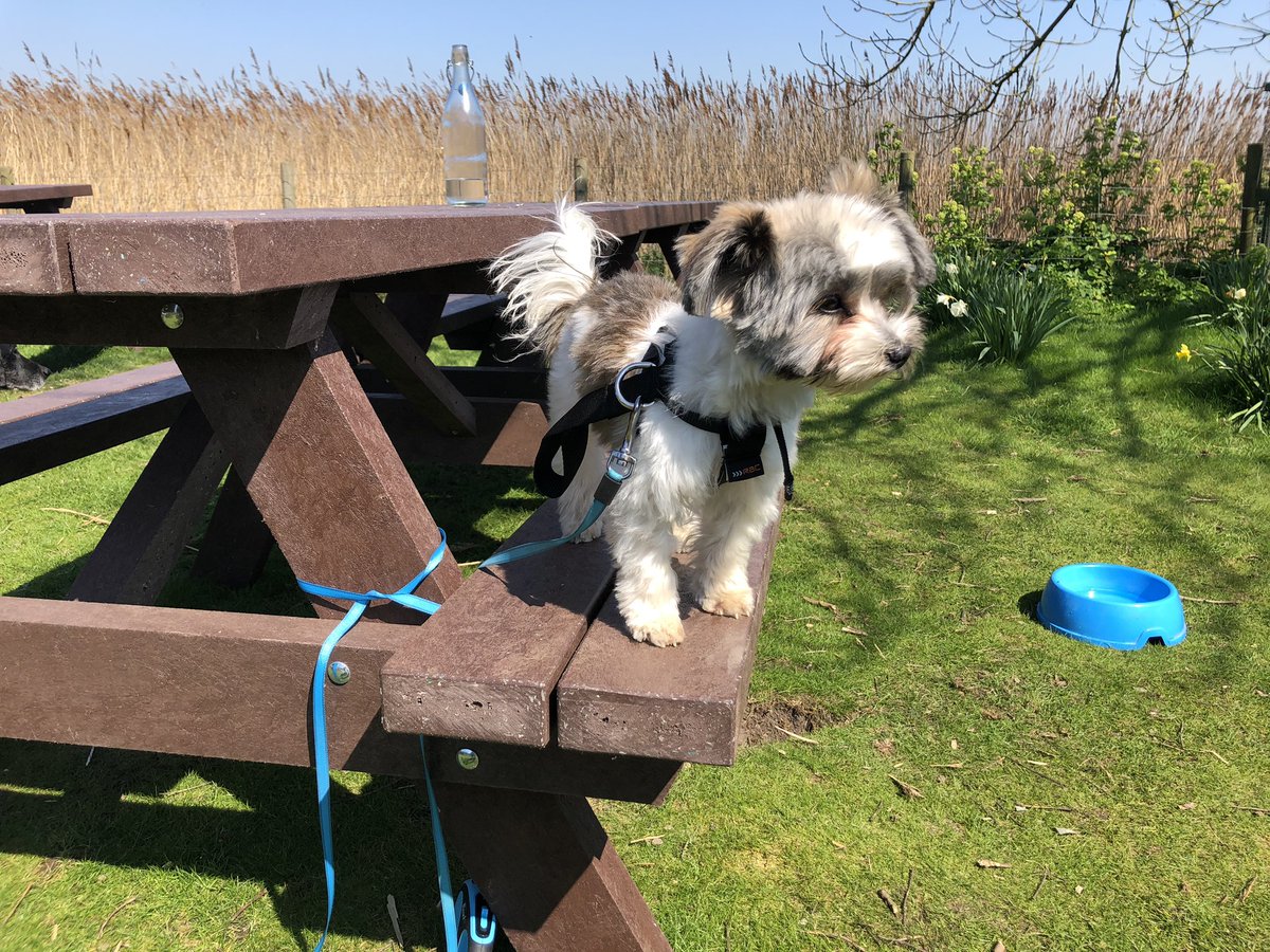 RetroGamersClub's tweet photo. Quinton enjoying the sea air and sun at @HarbourInnSwold @Adnams whilst we eat our fish and chips... #EasterSunday #dogsoftwitter #fishandchips https://t.co/9diveEeoeE