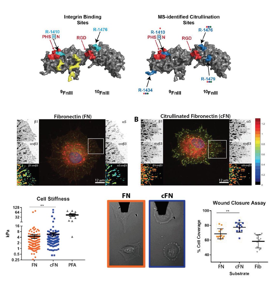 Fibronectin “records” insults associated with #innate immunity by undergoing a PTM citrullination that is subsequently “read” by resident #fibroblasts, suggesting that #inflammation primes #ExtracellularMatrix to support subsequent fibroblast activation. bit.ly/2PnJJUX