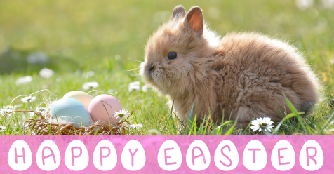 TribuneOffice's tweet photo. Happy #Easter everyone - time to indulge in some Easter chocolate! #Easter2019 https://t.co/o9azjof6q6