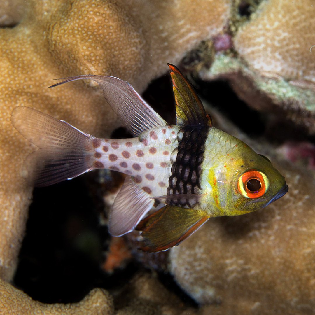 underwaterspot's tweet photo. You can identify the Pajama Cardinalfish by its spotted pajama bottoms and glowing red eyes!
.
.
.
#pajamacardinalfish #cardinalfish #underwatermacro #underwatermacrophoto #underwatermacrophotography #scuba #diving #scubadiving #oceanlife #marinelife #underwaterspotter https://t.co/HNCh2szCtx