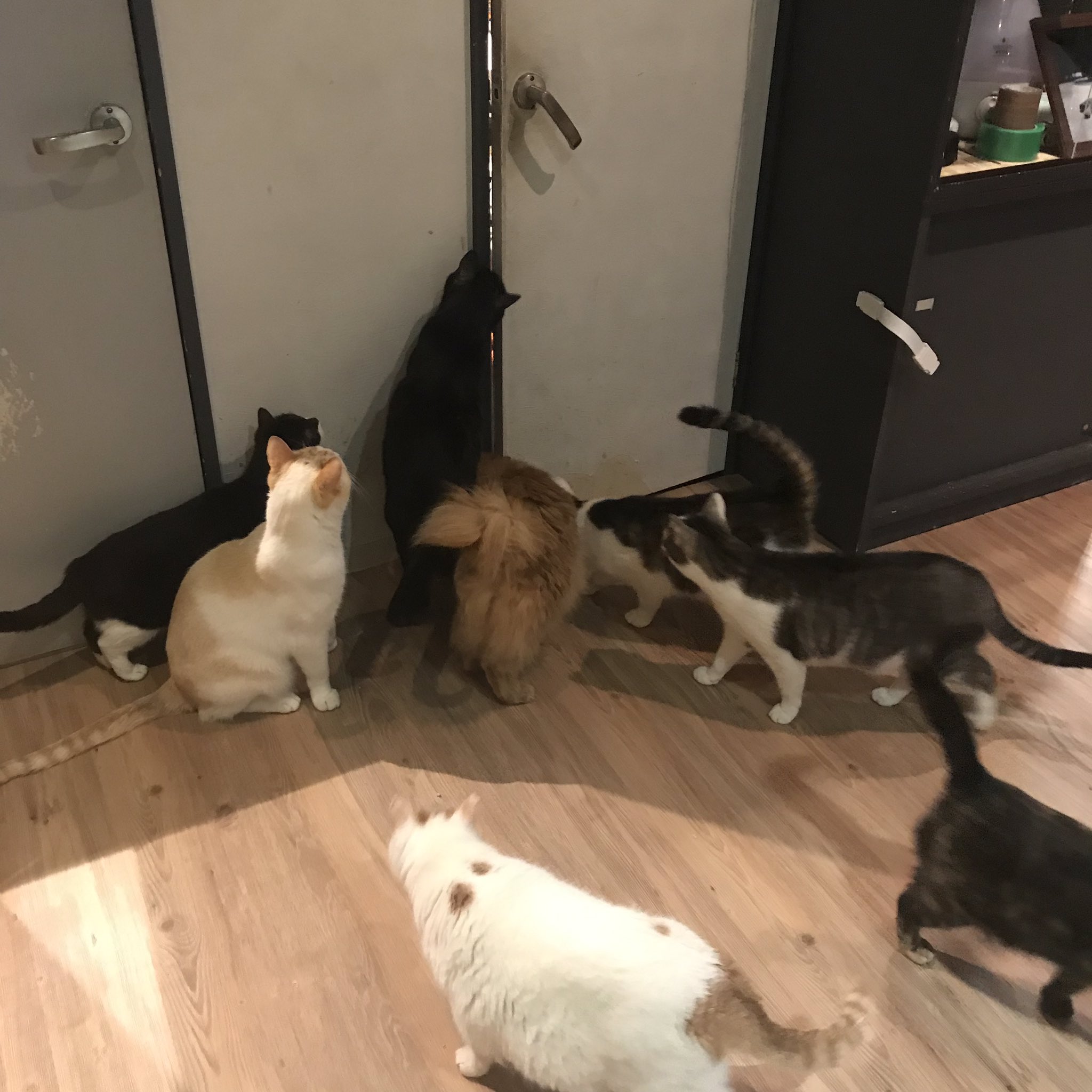 保護猫カフェ Aro Hogonecocafearo Twitter