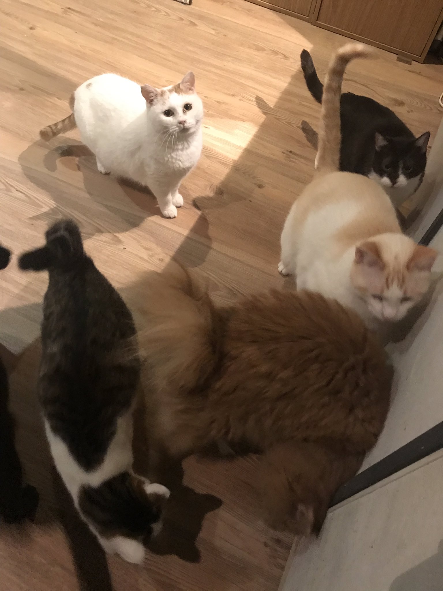 保護猫カフェ Aro Hogonecocafearo Twitter