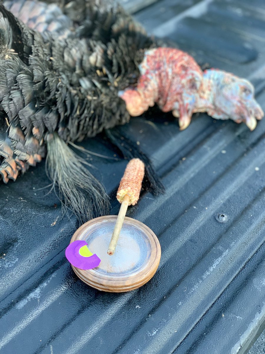 RoweAlec's tweet photo. Happy Easter! Tagged out this morning. Doubled on Ky long beards this morning with the help of @BeavrCreekCalls #KyLongbeard #EasterMorning #HeIsRisen https://t.co/SnLwrUgvQl