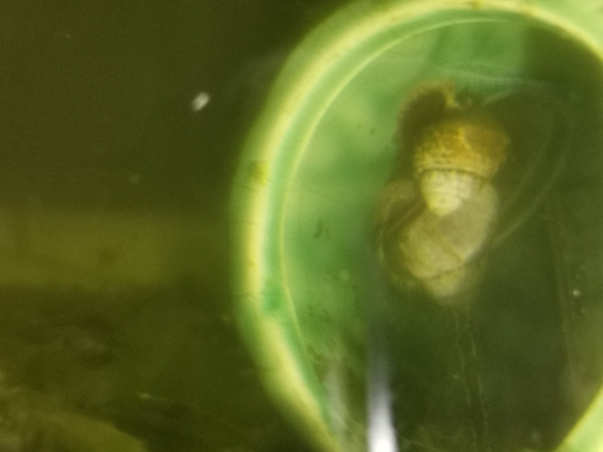 ノーマッド 去年の秋にたんぼの水路でメダカを取った時に一緒に取れた黒いのと白いタニシを水槽に入れたら黒いのがかなり増えた 笑 これって何タニシなんだろ ヒメタニシだといいけど ゼリー状の卵は見当たらないのでスネールじゃないとは思うけど
