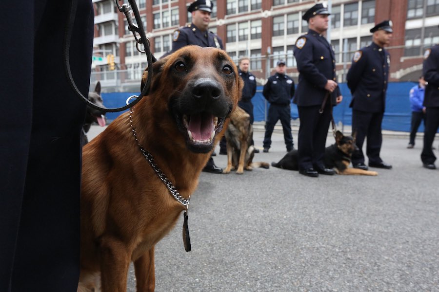 k9_retired tweet picture