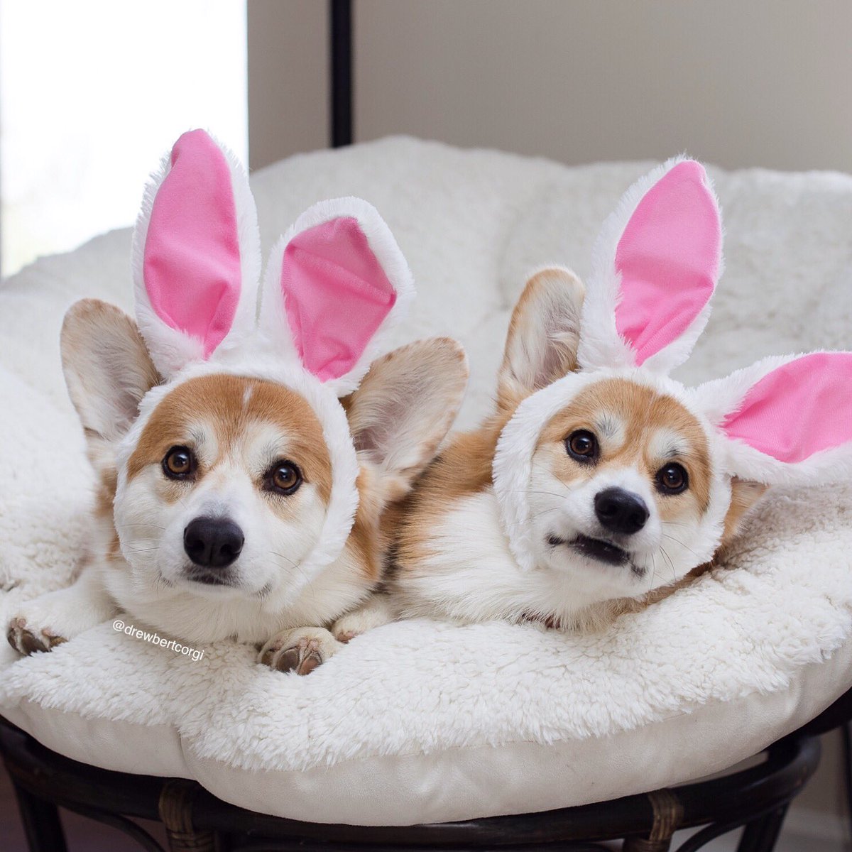 Ears hoping everyone has a hoppy Easter!

#Drewbert #Bunnybert #ItsMonaTime #ForHatFace