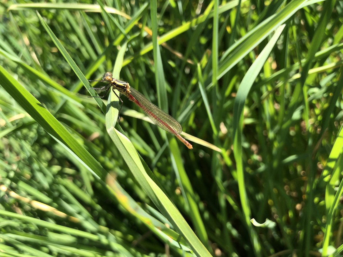 #largereddamselfly resting near pond @Britnatureguide @NatureUK @Butterfly_bros @savebutterflies #Glos