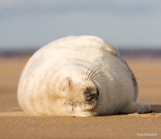 When you shouldn't have eaten that last Creme Egg...