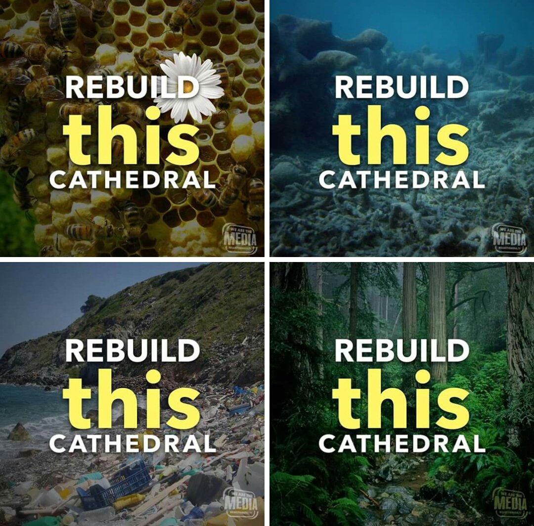AzadiBarabary's tweet photo. Rebuild what needs to be rebuild for our children and grandchildren future...
#WaterIsLife
#SafeTheBees
#SafeTheForest
#SafeNature
#SafeTheAnimals
#SafeThePlanet
#SafeOurChildrenFuture
#Acte23 #GiletJaune #GiletsJaunes #FreeAssange #YellowVests https://t.co/xtYr5E9KTu