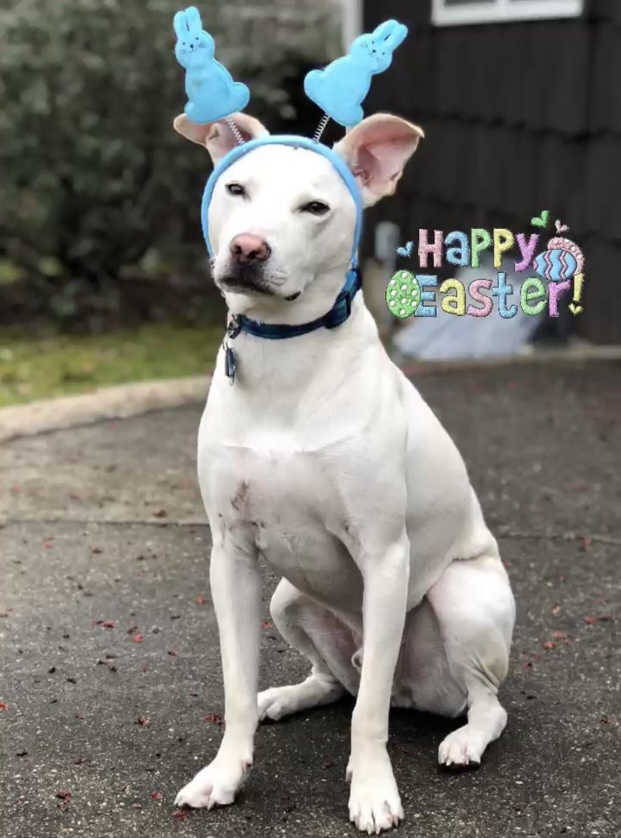 WhoDatAJ80's tweet photo. Happy Easter from everyone’s favorite Bunny-Dog, Marco! #RescueDog #MuttButt #dogsoftwitter https://t.co/JrKYMJMjdu