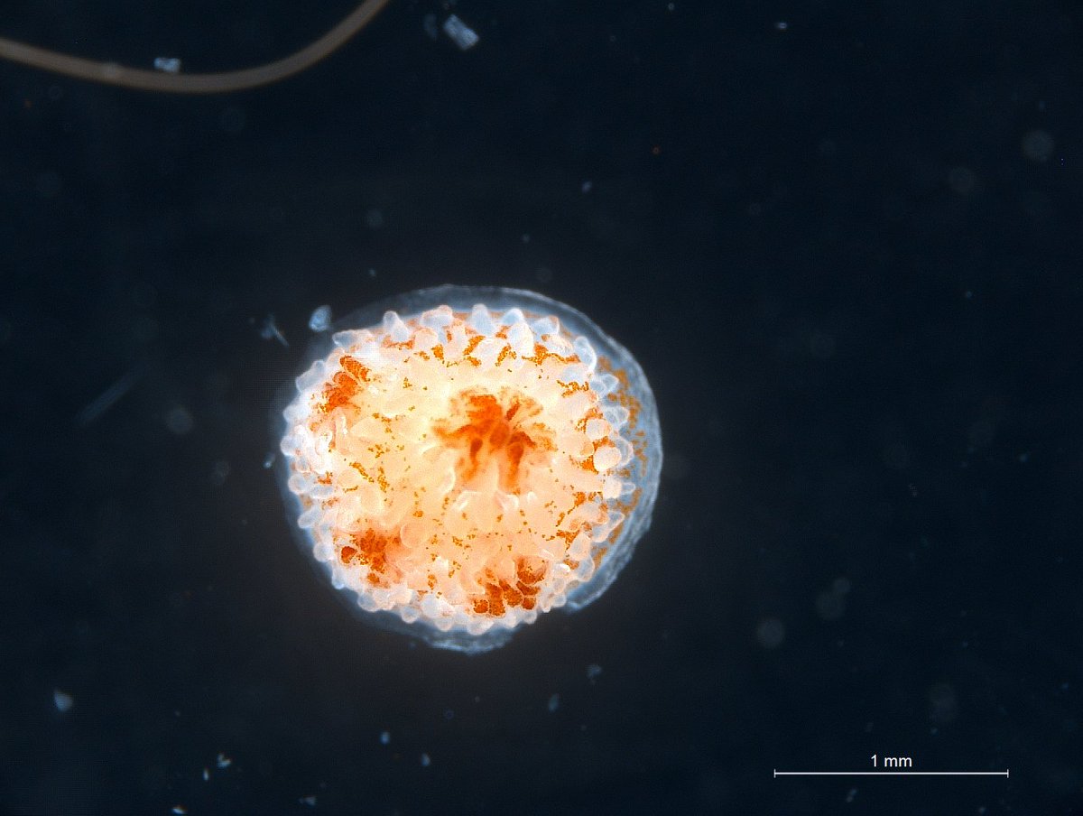 la__cientifica's tweet photo. Easter fun looking at nutritional exchange bw #Symbiodiniaceae and #coral juveniles using tiniest custom-built #respirometry set-up (1.5ml epi for scale). 
@aims_gov_au @SeaSim_AIMS https://t.co/M5AKuIV1Kp