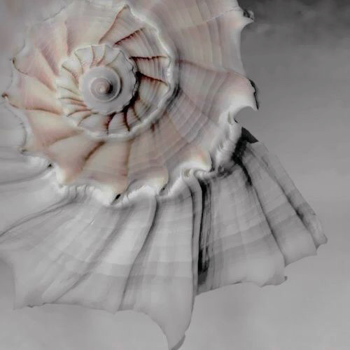 "Jovem pescador em águas traiçoeiras, as conchas sussurraram o seu nome. 
Tu, que acreditas em sereias, revelo-me a ti escondendo a cauda no mar."