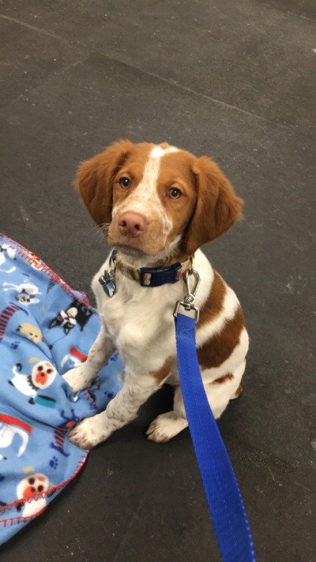 doge4u's tweet photo. #dogs #doge https://t.co/Tki4tcXdOY