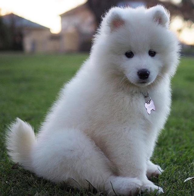 HappyDoggoShop's tweet photo. 🐶
📸: @trixie.paxton.thesammy
.
.
#happydoggo #puppy #happydoggo #doggo #pets #petstagram #petsagram #dogsitting #dogsofinstagram #ilovemydog #instagramdogs #dogstagram #dogoftheday #lovedogs #lovepuppies #hound #doglover #instapuppy #instadog https://t.co/TXeShhEVtj