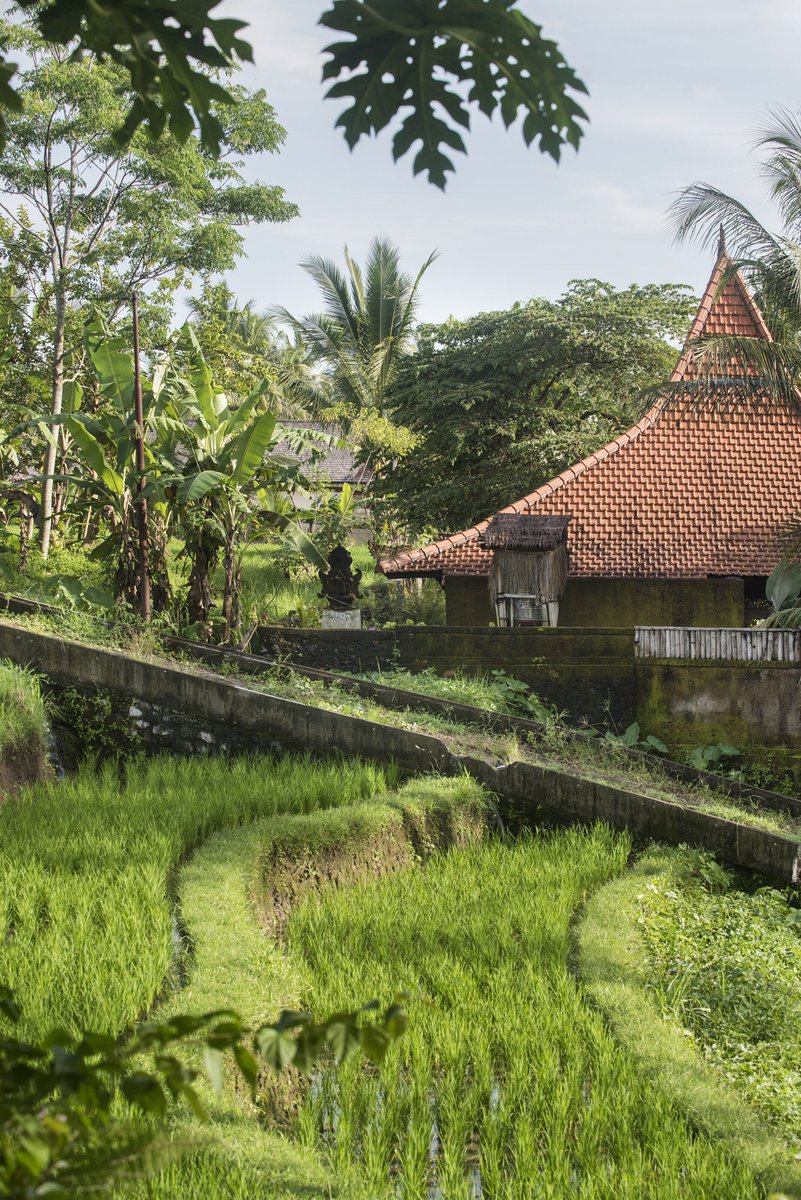 bluekarmasecret's tweet photo. Green is beautiful...especially with a little bit of blue 🌴💙
.
#balitravel #balivibes #balimood #baliisland #discoveryourplace #balihealthy #beautifulbali #ubudbali #baliubud #ubud #ubudhotel #ubudlife #ubudhood #baligarden #discoveryourplace #balilush #easter #easterholidays https://t.co/wRmR4xeJBz