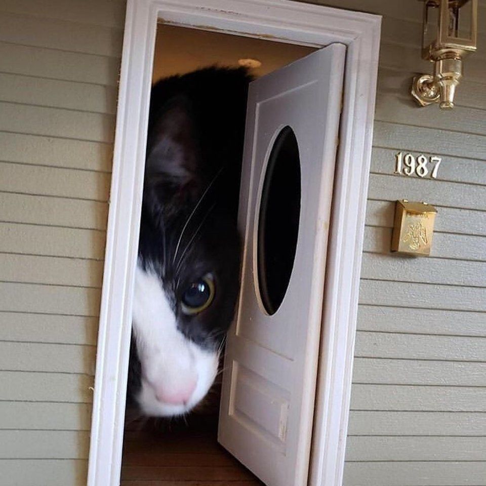 CatsOnCatnip's tweet image. Stop ringing my doorbell! - u/AdolfThePuddieCat