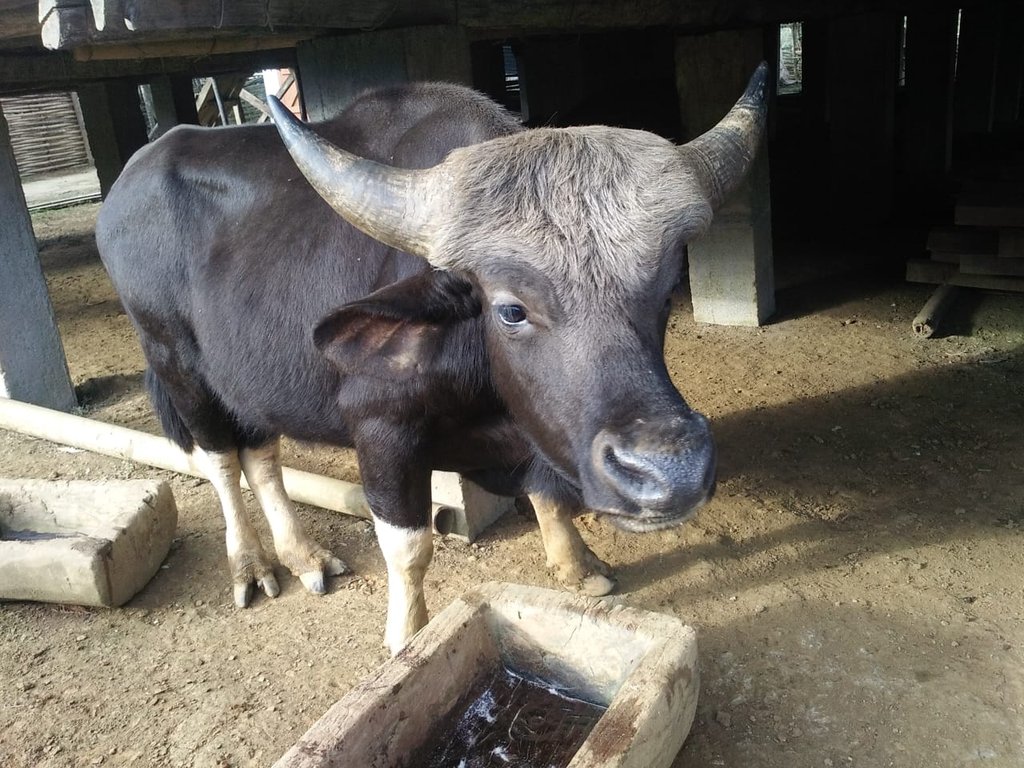 HepeKarcho's tweet photo. #mopin
#westsiang
#aalo
#arunachalpradesh
#seethrume
#feelingexited
#visitaalo
#blissfulAalo
#mithun
#hornbill
#IncredibleIndia
@KirenRijiju
@eyes_of_ankit
@BeingSalmanKhan
@MadhuriDixit
@narendramodi https://t.co/WMRFXPAIPC