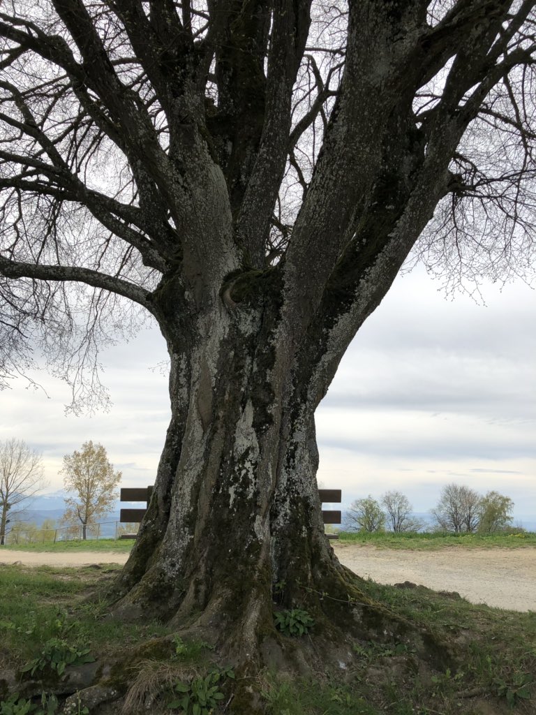 martin_candinas's tweet photo. Velotour um den Murtensee / Lac de Morat. #muntelier #sugiez #montvully #lugnorre #vullyleslacs #salavaux #faoug #courgevaux #meyriez #murten @murtenseeregion @fribourgregion https://t.co/OrmonKU5q0