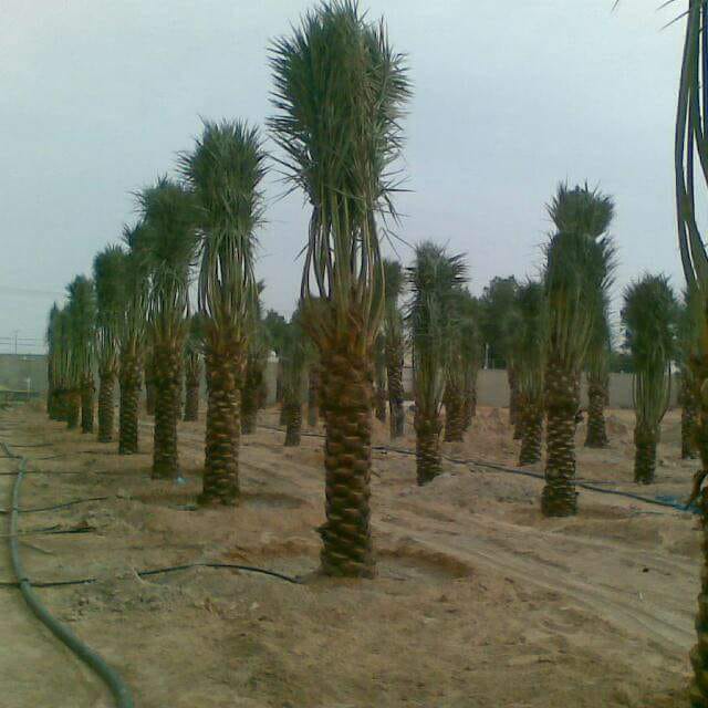 My9ujwjP5OOViPy's tweet image. مقاول نخيل و شبوك لتواصل جوال 0578080016 والله الموفق