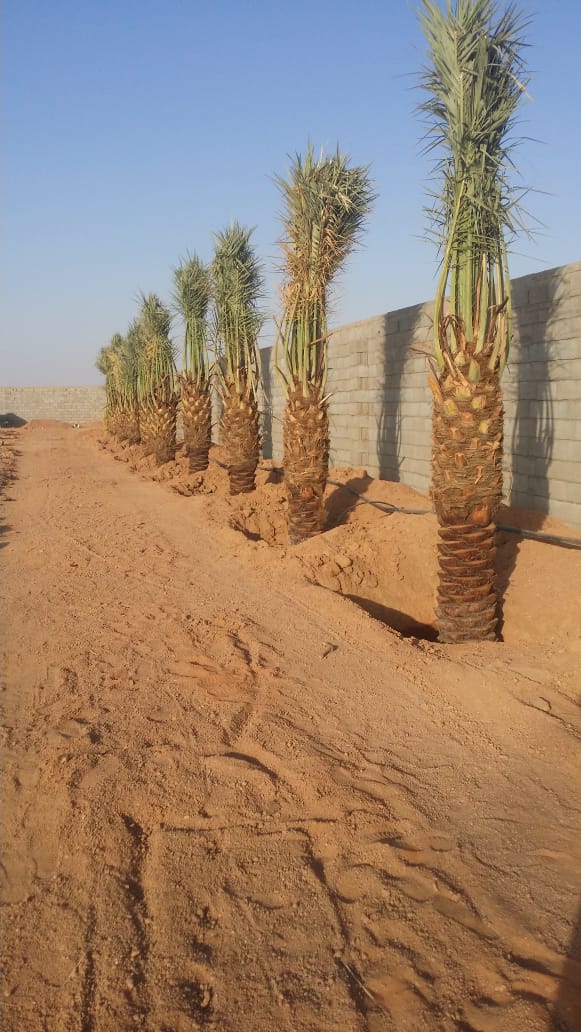 My9ujwjP5OOViPy's tweet image. مقاول نخيل وشبوك لتواصل جوال0578080016 والله الموفق