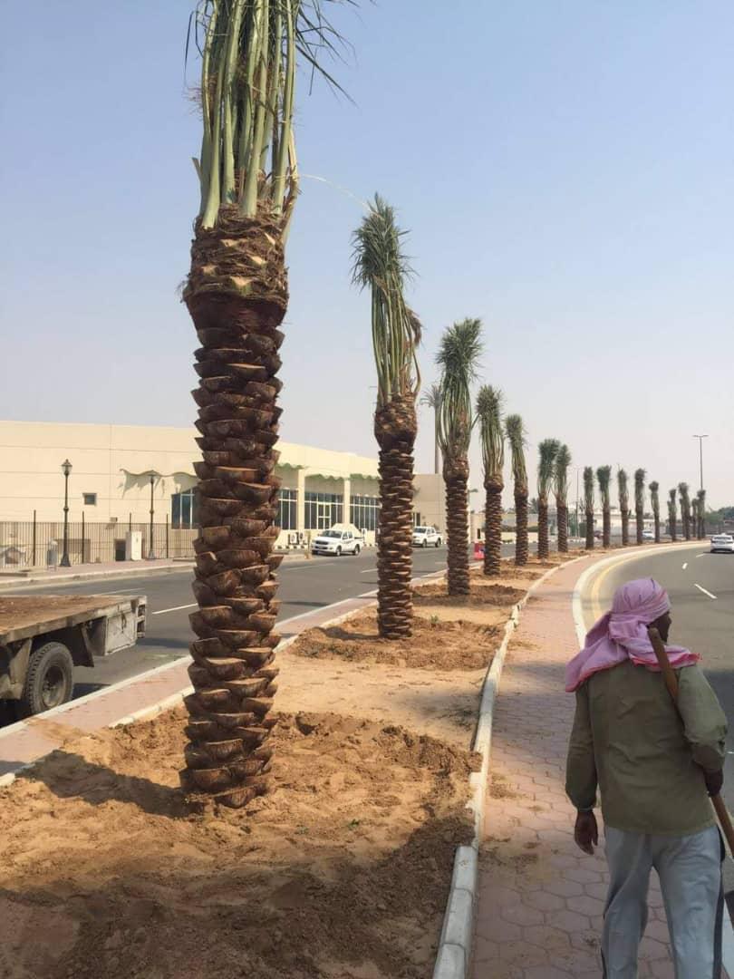 My9ujwjP5OOViPy's tweet image. مقاول نخيل وشبوك لتواصل جوال0578080016 والله الموفق