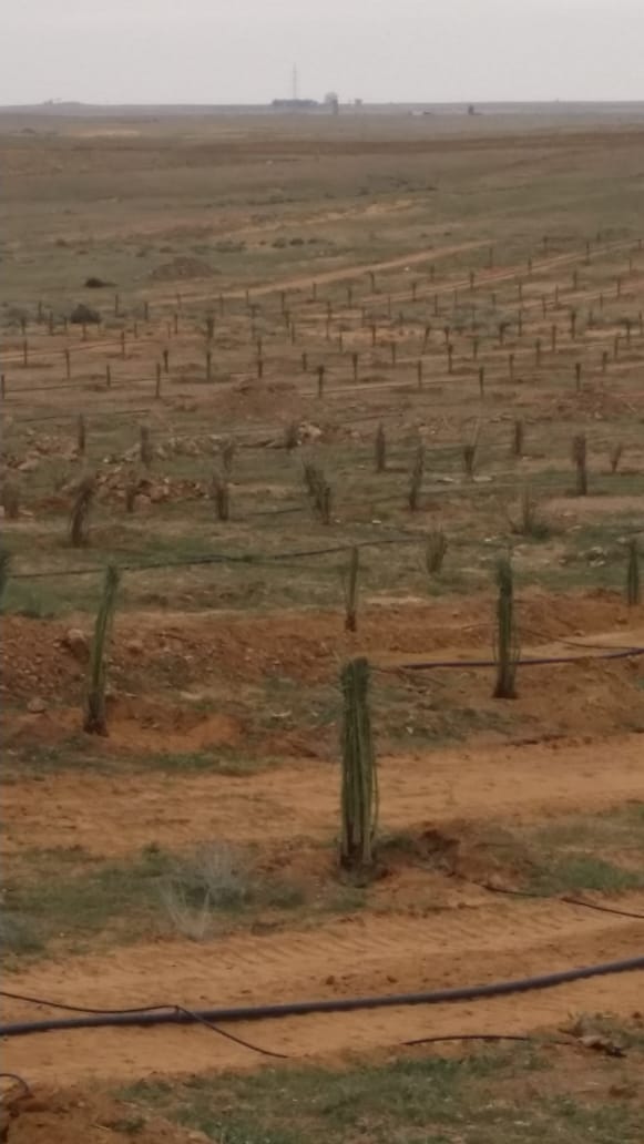 My9ujwjP5OOViPy's tweet image. مقاول نخيل وشبوك لتواصل جوال0578080016 والله الموفق