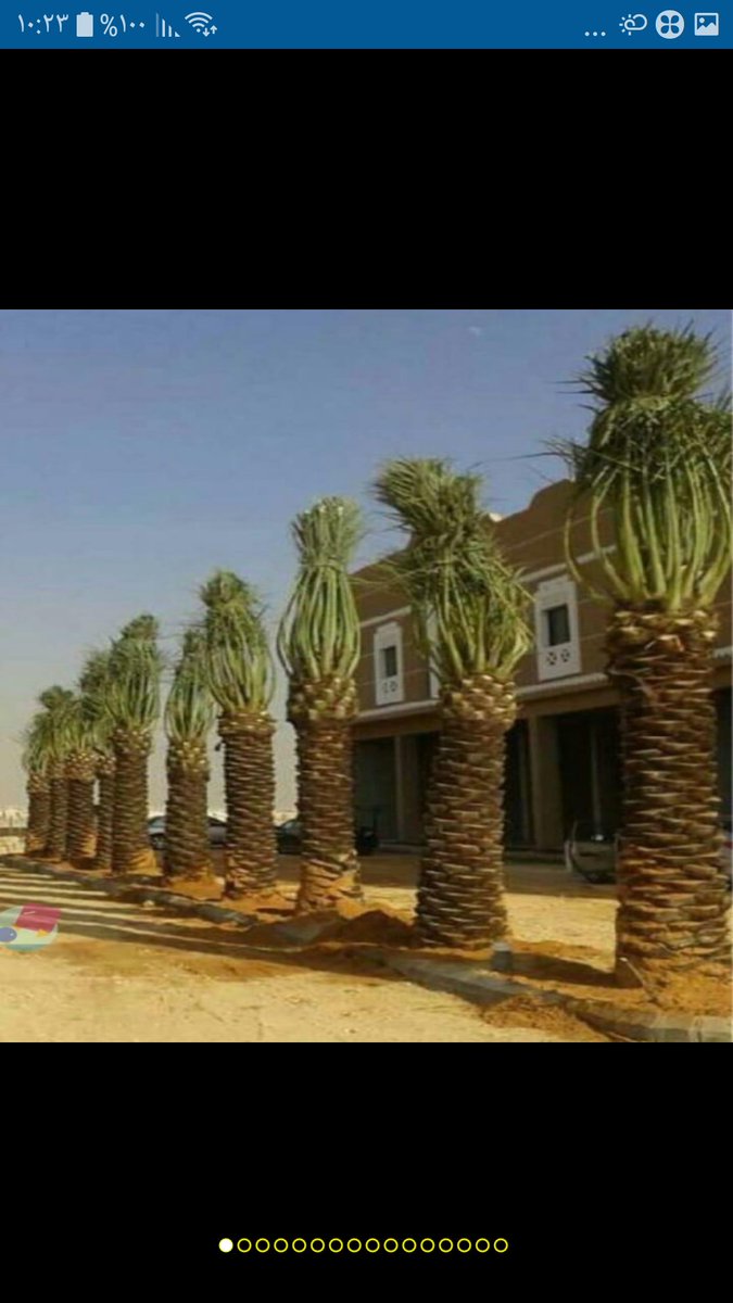 My9ujwjP5OOViPy's tweet image. مقاول نخيل وشبوك لتواصل جوال0578080016 والله الموفق