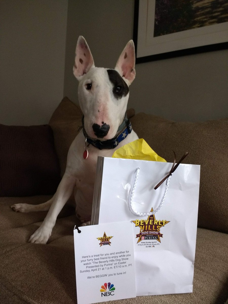 Rex The Tv Terrier Auf Twitter I Would Like To Thank People Bevhilogshow And Purina For Making Me Feel A Star Today You All My Friends Rex The Tv Terrier Auf Twitter I