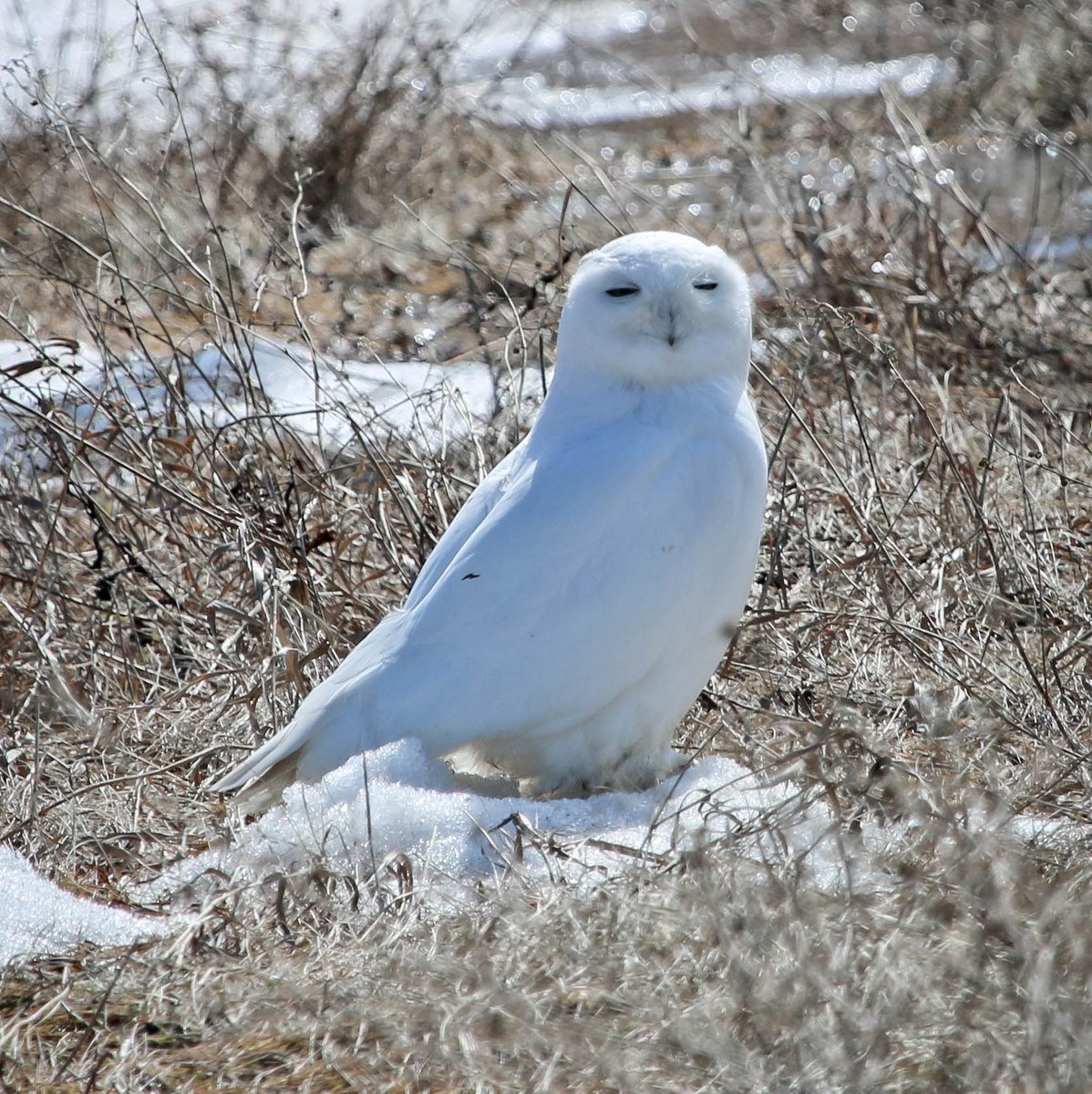 We won't be seeing too many more Snowy Owls here. It was nice to see this as he makes his way back north.