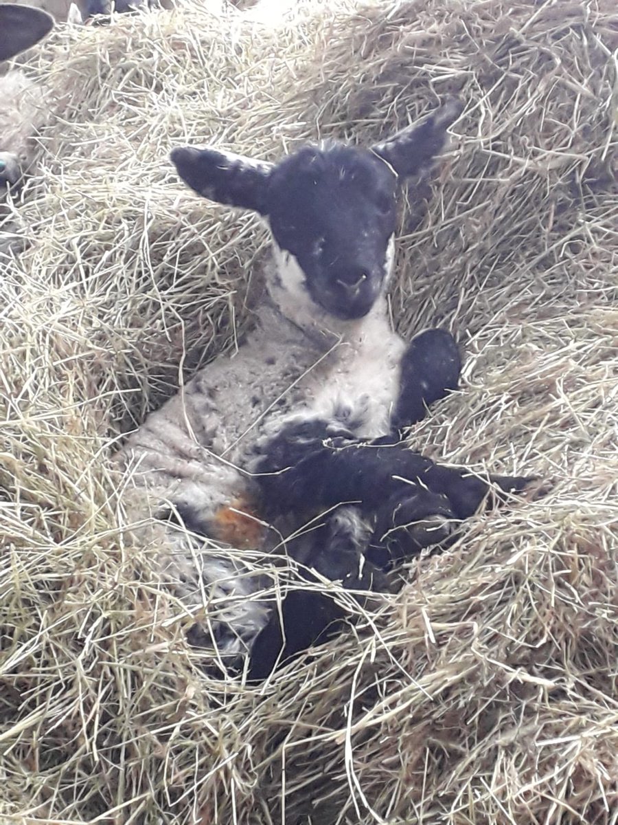 liamprice18's tweet photo. Great to be back home with the family for Easter and to spend some time on our farm. Working away makes you appreciate home and family a lot more. https://t.co/ZSM3ZnTCkJ