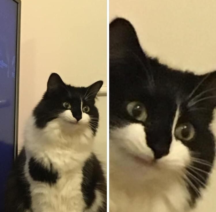 CatsOnCatnip's tweet image. &quot;This is Ripley. She makes the best faces.&quot; - u/artemisarcheress