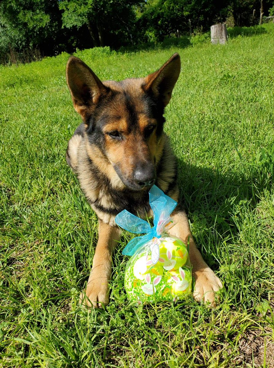 Pf_K9s's tweet photo. Bunny rabbit.... wait K9 Lubo enjoys his basket. @PfChiefRobledo https://t.co/5To9iDtwSX