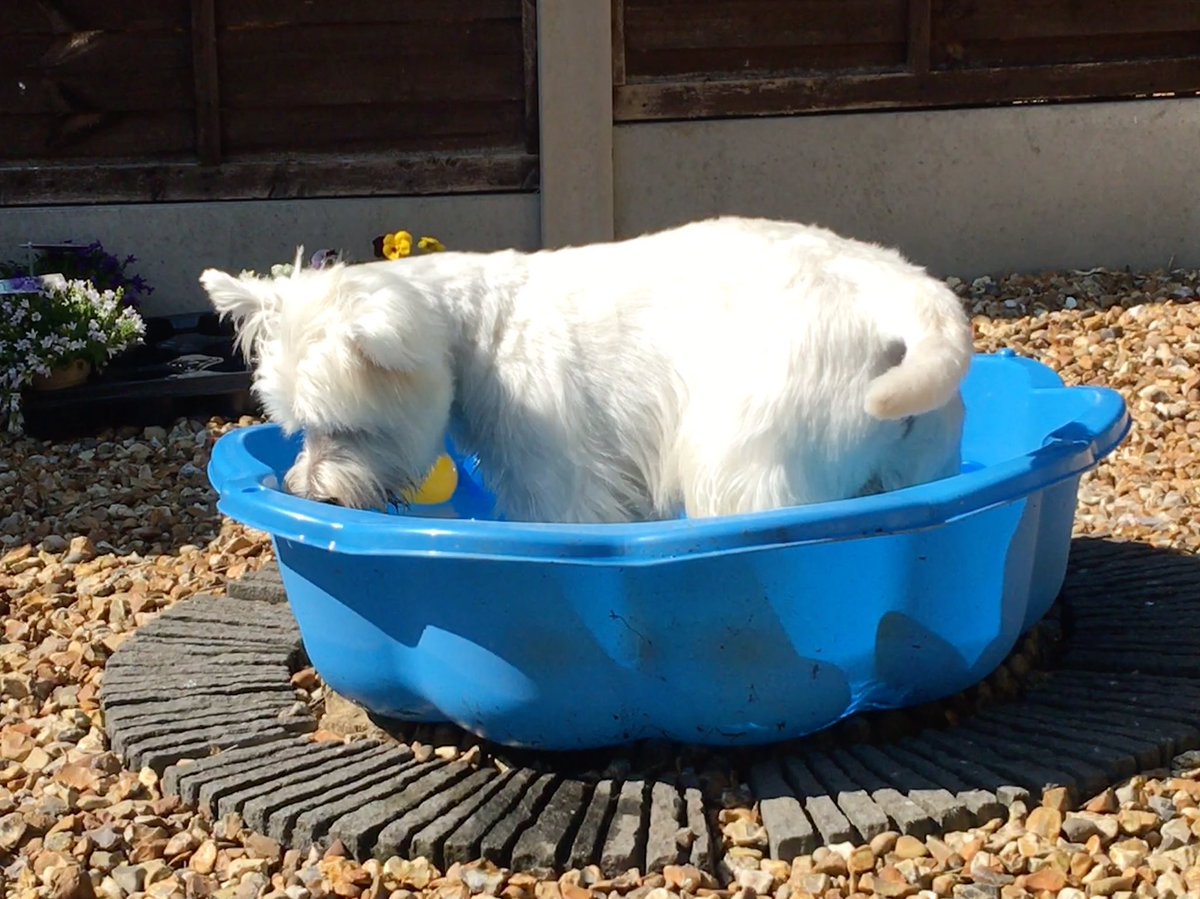 Helen09Porter's tweet photo. It woz vewy hot 🥵 tuday in de sunshine ☀️ Me woz paddlin to keep de feets cool #Westie #DogsofTwitter #ZSHQ #hotdog https://t.co/hdVpvXwYzK