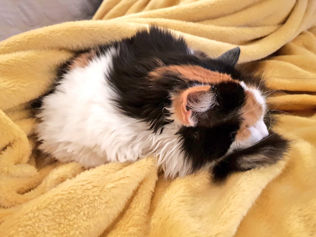 CooksCat's tweet photo. Snuggling down for the night. #CatsOfTwitter #CatBoxSunday #catlife #cats https://t.co/kcn8l8DMSP