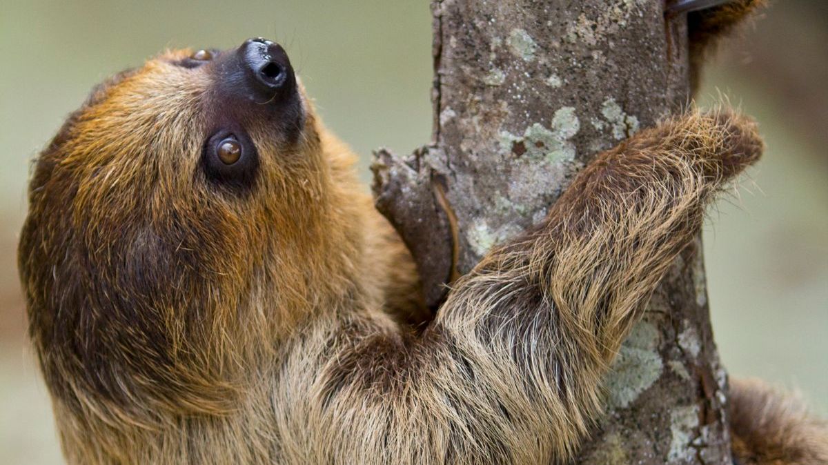 Wild_Adventures's tweet photo. We’re meeting up with Oscar the sloth and his zoo keeper, Kristen, this week for a special #KeeperTalk interview. Want to know more about Oscar? Tweet us a question for a chance to have it asked during our Keeper Talk! https://t.co/xI2R2PdYEG